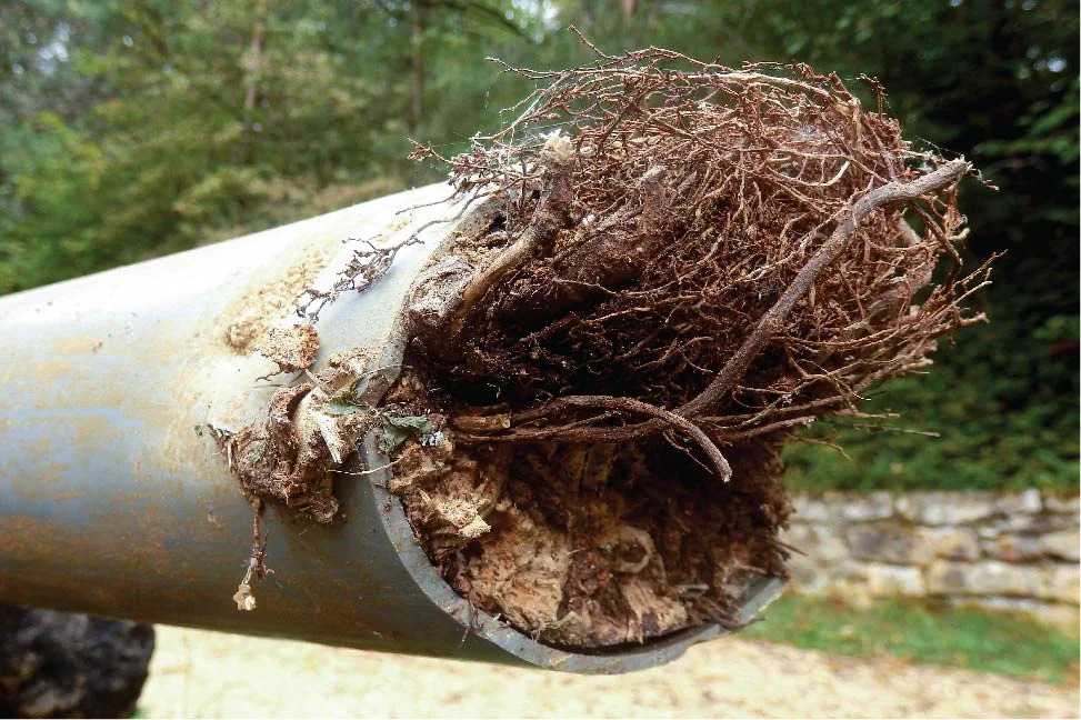 common-main-sewer-line-issue
